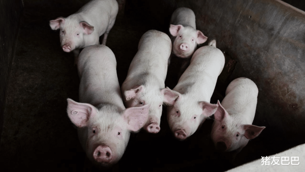 易盛通 旺季不旺, 猪价下跌“无休止”, 再创新低! 附: 9月9日猪价